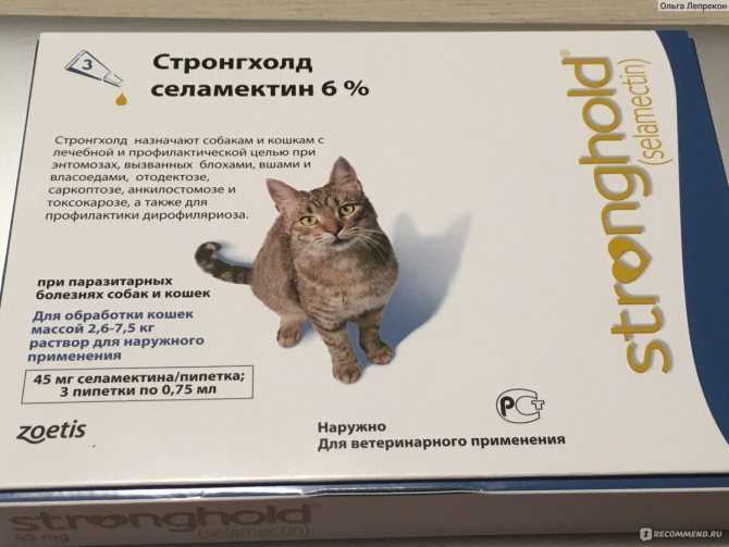 Квантум для кошек и котов: инструкция по применению, лечебный и профилактический эффект