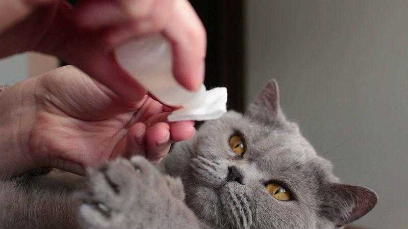 Как и чем промыть глаза котенку в домашних условиях?