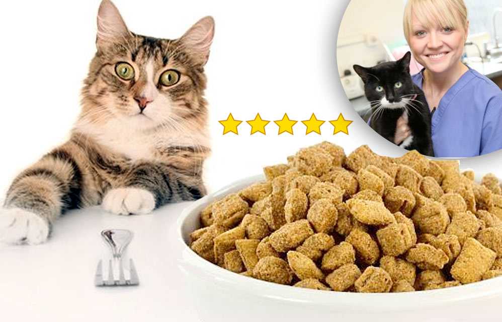 Выбираем самый качественный корм для кошек