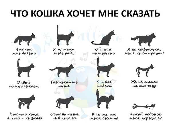 ᐉ почему в доме не приживаются кошки? - zoomanji.ru