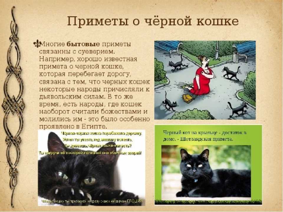Кошачьи приметы и суеверия: о чем пророчат пол, окрас и поведение домашних любимцев