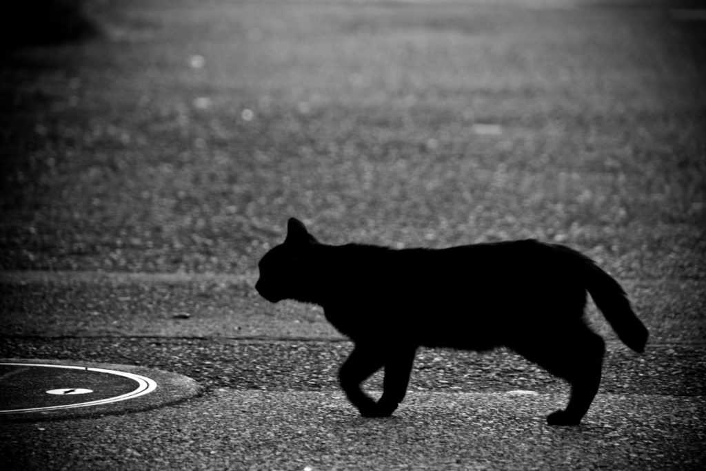 Если черная кошка перебежала вам дорогу, нужно знать, как защитить себя