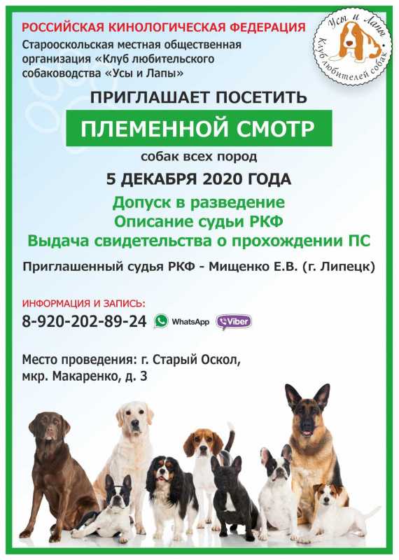 Выставки собак ркф в санкт-петербурге в 2018 году. расписание.