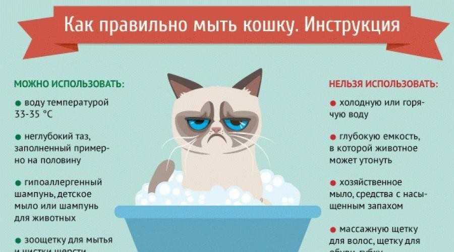 5 способов, как приучить котенка пить воду из миски