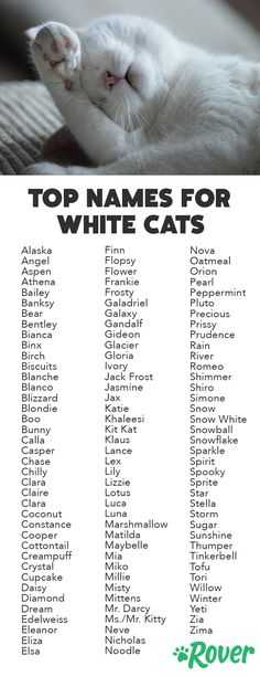 Имена и клички для  черно-белых кошек - русский алфавит