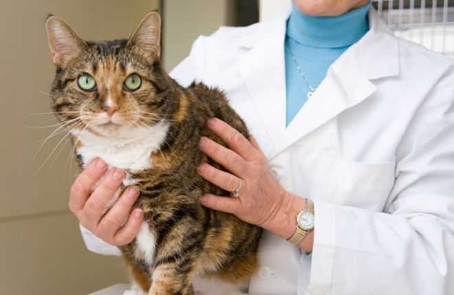 Токсоплазмоз у кошек относится к одним из самых распространенных паразитарных зооантропонозов. Подробный обзор о лечении, симптомах и профилактике.
