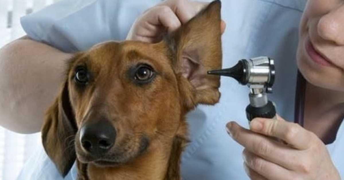 Как вывести ушного клеща у собаки | блог ветклиники "беланта"