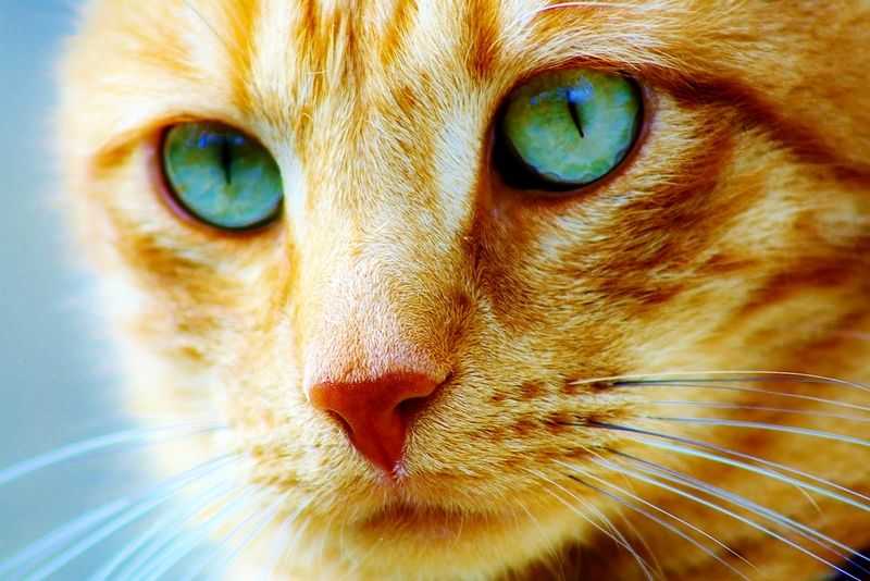 Почему нельзя смотреть кошкам в глаза (краткий ответ): поверья и приметы + научное объяснение