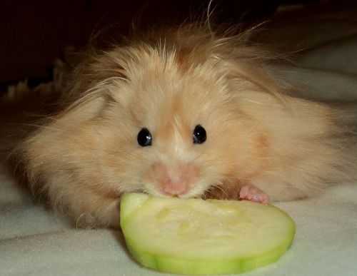 Маленький грызун и большая ягода: можно ли кормить хомяков арбузом?