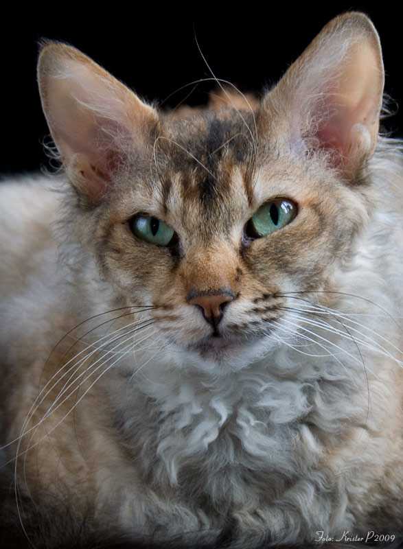 Лаперм: фото кошки, цена, описание породы, характер, видео, питомники