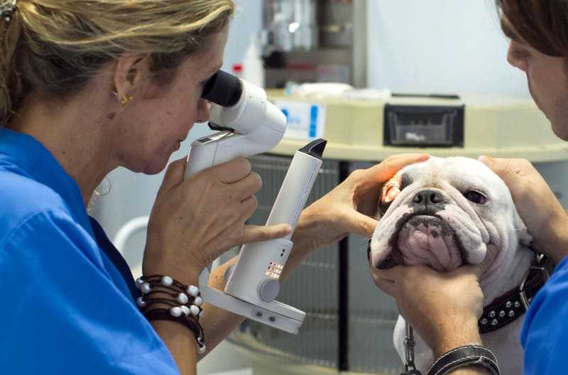 Симптомы и лечение паралича у собаки - интересное про собак