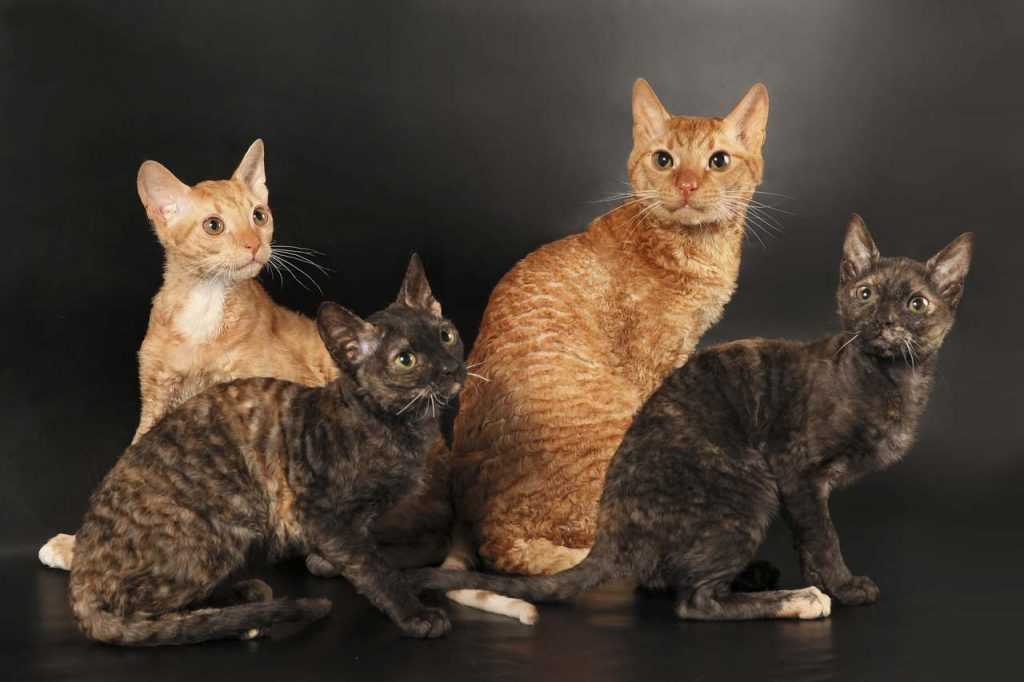 Уральский рекс: описание породы кошек и особенности характера
