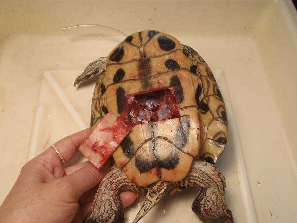 Лечение черепах