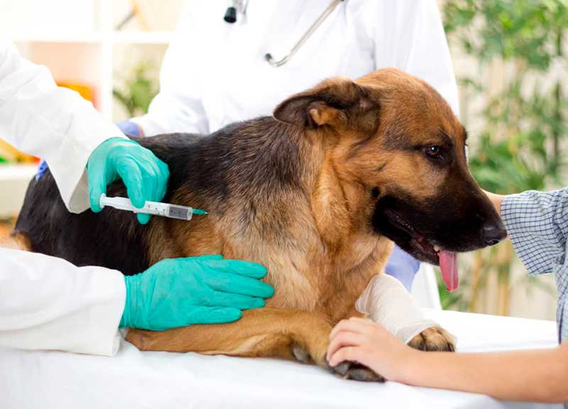 Сколько действует прививка от бешенства у собаки? | ветклиника зоостатус