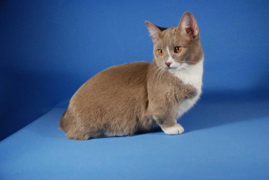 ᐉ коты породы манчкин: характер и цена, описание породы и фото коротколапых кошек - zoovet24.ru