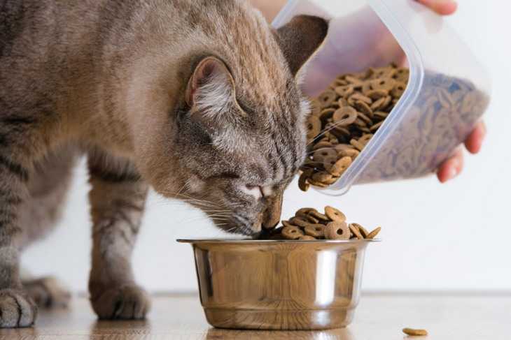 Можно ли размачивать сухой корм для кошек и котят и как это делать правильно