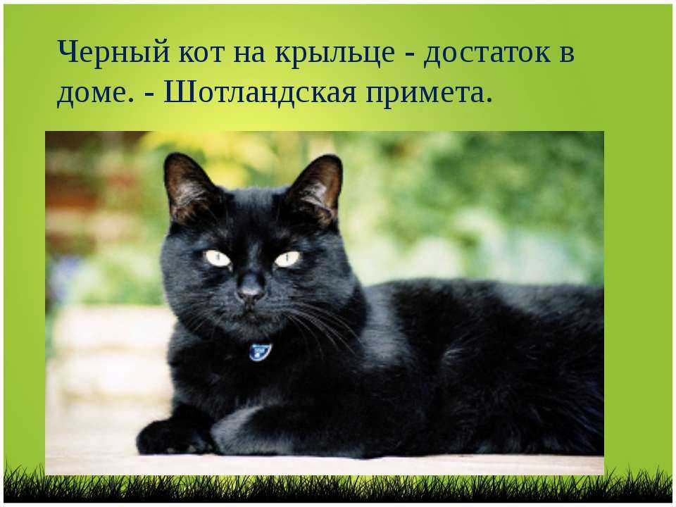 Приметы: черный кот (кошка) в доме, перебежал дорогу