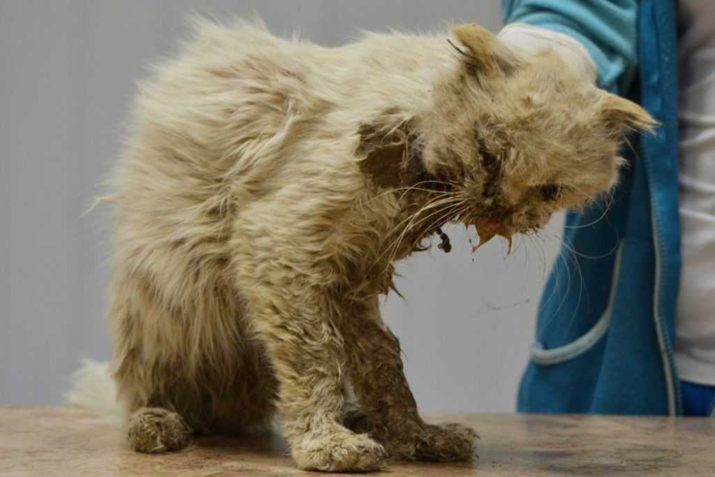 Лейкоз у кошек: симптомы, лечение и профилактика вирусной лейкемии