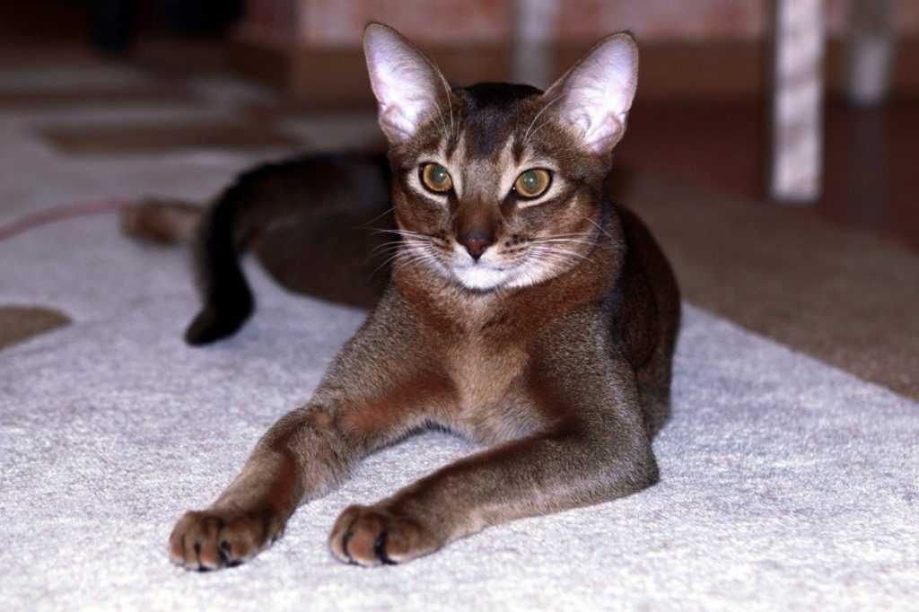 Абиссинская кошка: характеристика породы