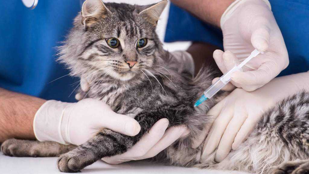 Вакцинация кошек, прививки для кошек: график, правила, цены - зоомедик