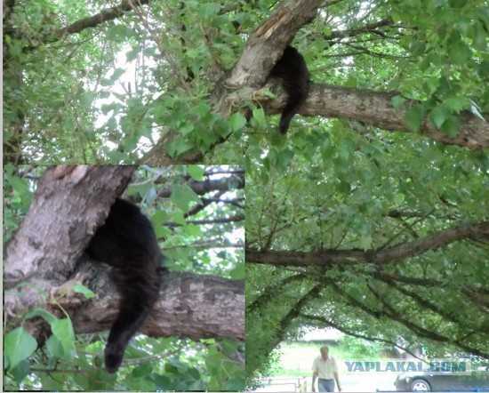 Почему кошка не может слезть с дерева и надо ли ей помогать?