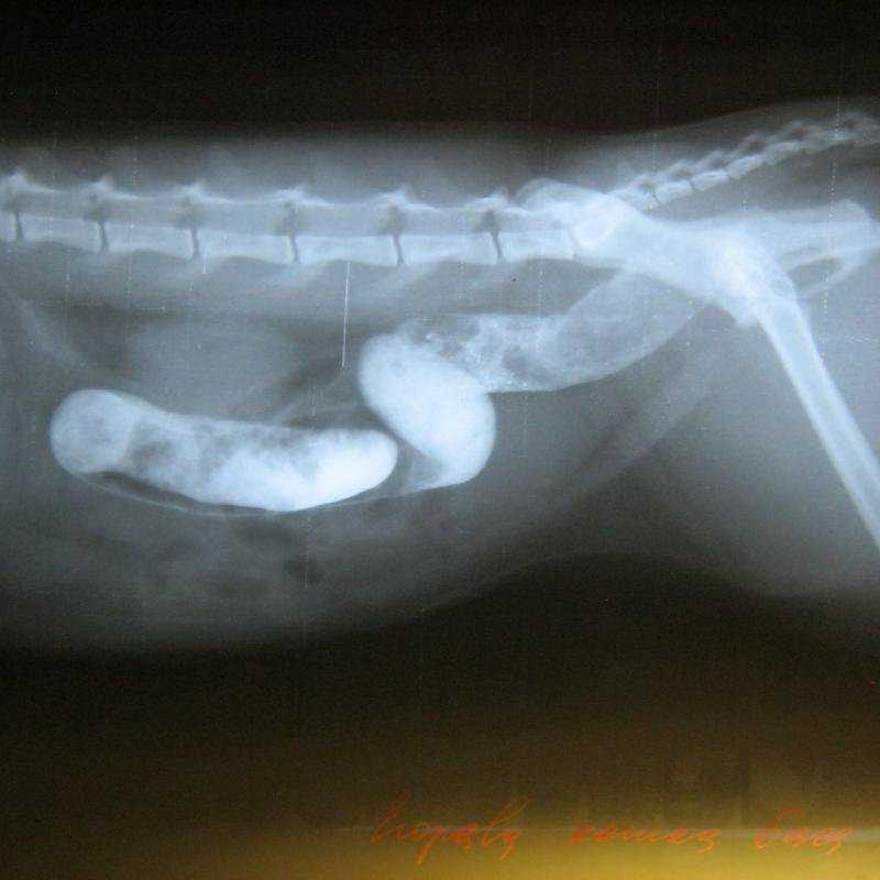 Опухоль у кошки на лапе: виды опухолей, на передних или задних лапах, между пальцами, на суставе, чем опасны, методы лечения