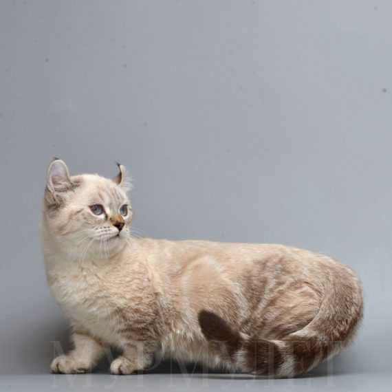 Кошка породы оцикет: описание, фото, характер, повадки, правила содержания в домашних условиях