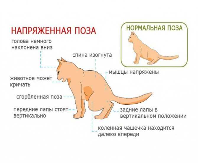 Возникновение бронхопневмонии у кошек и собак, симптомы заболевания и лечение