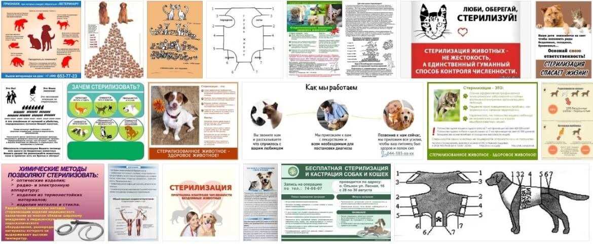 Кастрация собак и кошек - плюсы и минусы операции | ветклиника зоостатус