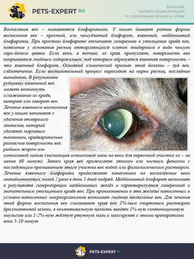 Выпадение третьего века у собак - лечение пролапса третьего века у собак в москве. ветеринарная клиника "зоостатус"
