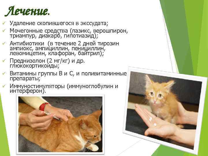 Сдать анализ на коронавирус у кошек цена в ветеринарной клинике в москве