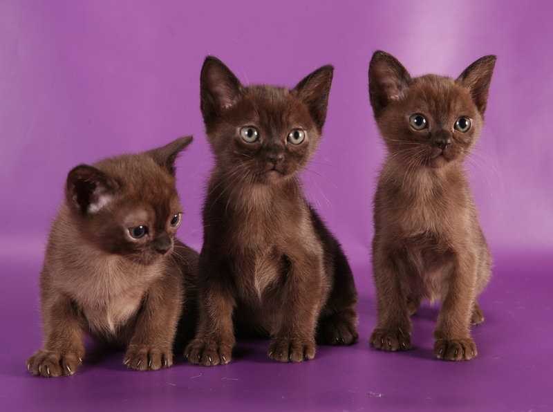 Питомники кошек различных пород в санкт-петербурге