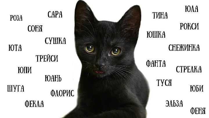 Как назвать черного кота: список кличек, имен для мальчиков и девочек