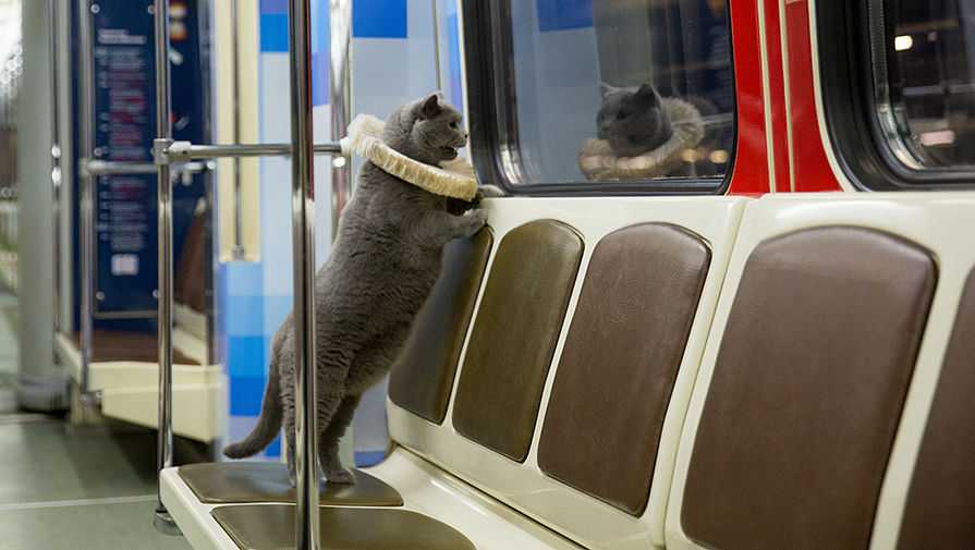 Перевозка животных в общественном транспорте