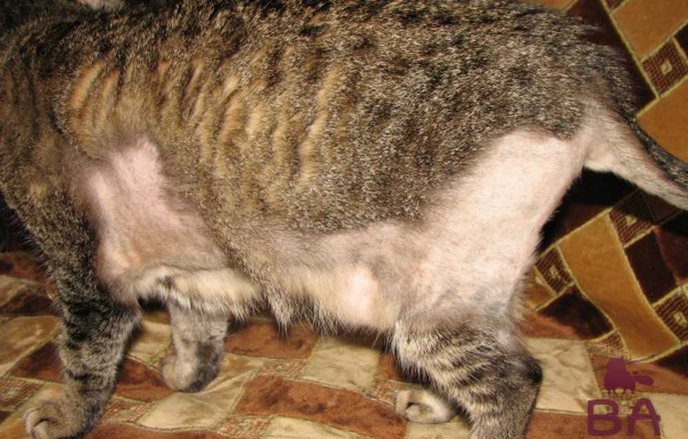 Почему кошку тошнит: симптомы заболеваний - рвота.