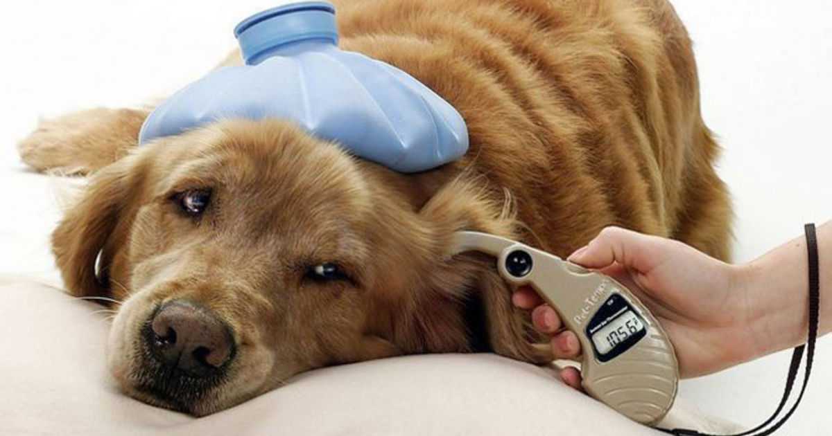 У собаки стул с кровью - причины и лечение | ветеринарная клиники берлога