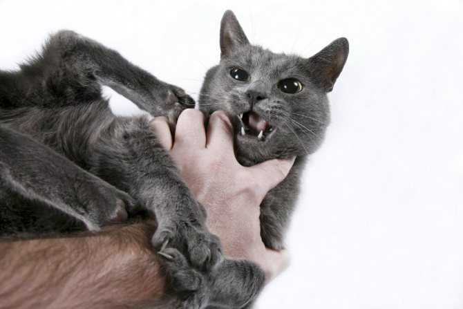 Агрессивный кот, основные причины и что делать? | дети фауны