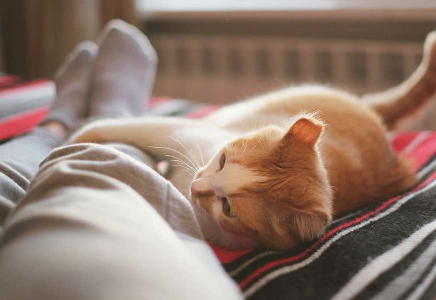 Почему кошки спят в ногах | у хозяина или хозяйки
