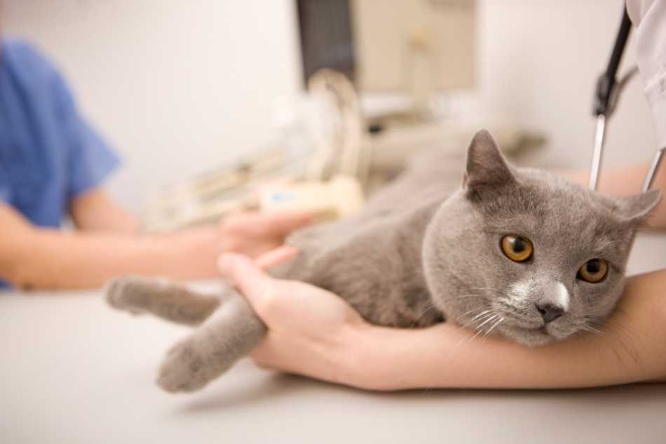 Уретропластика котов как оперативное лечение при осложнениях мочекаменной болезни › белый клык