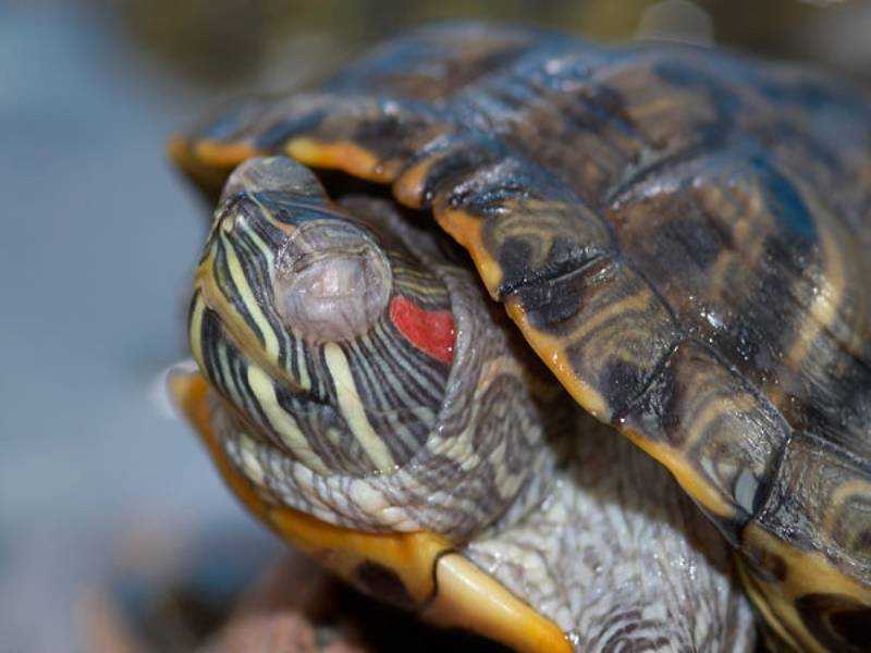 Красноухая черепаха: фото, уход и содержание, кормление