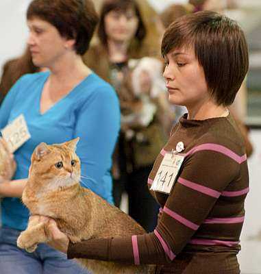 Правила участия в выставках кошек по системе wcf