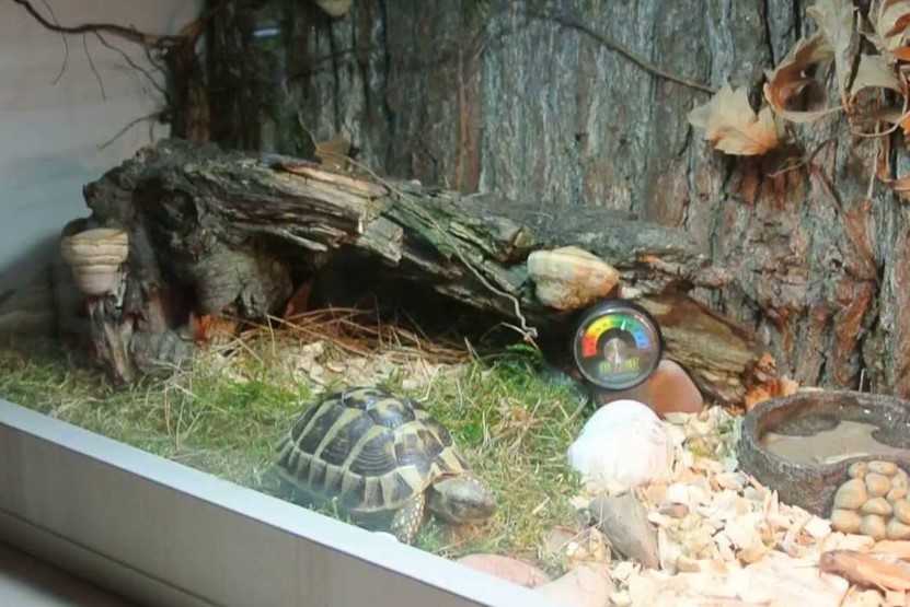Террариум для черепах - как обустроить дом для сухопутной и водоплавающей черепахи?