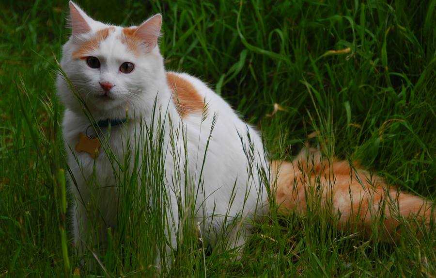 Турецкий ван: все о кошке, фото, описание породы, характер, цена