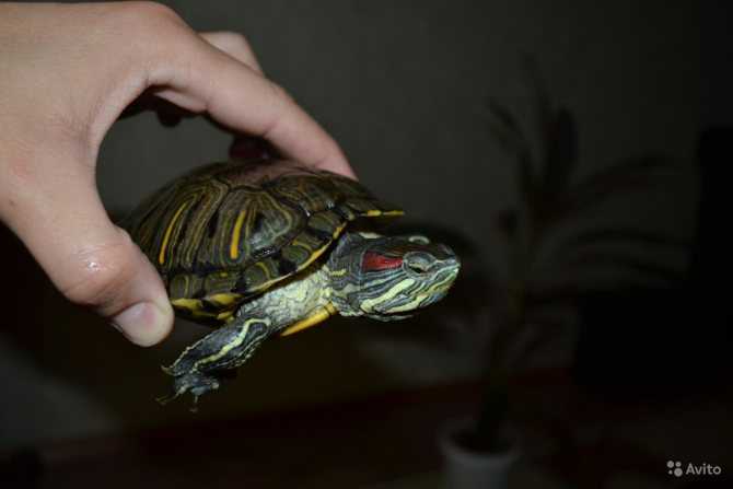 10 способов как угробить вашу черепаху. главные мифы про черепах