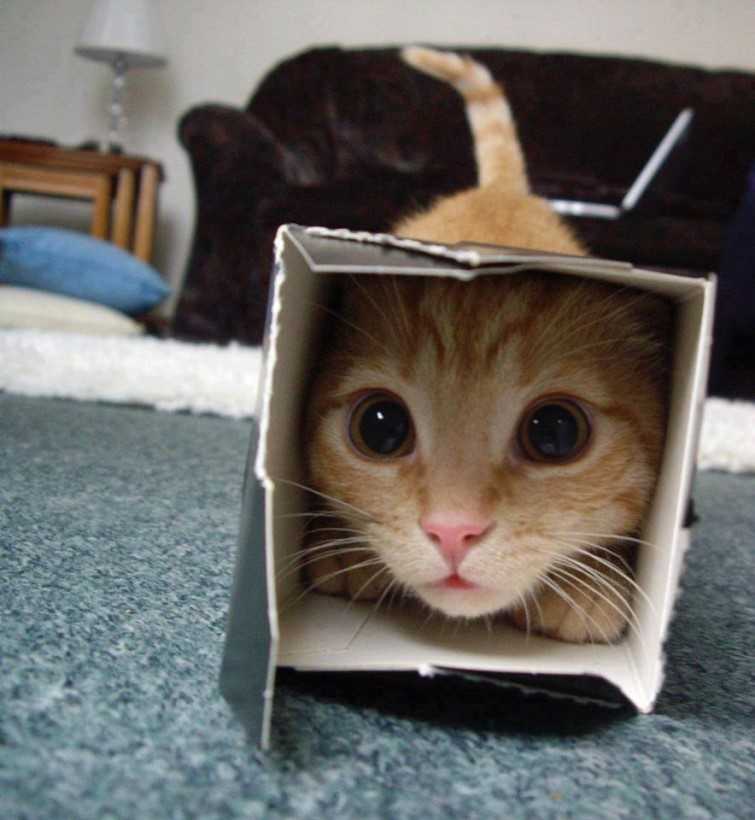 Учёные рассказали, почему коты так сильно любят коробки. ридус