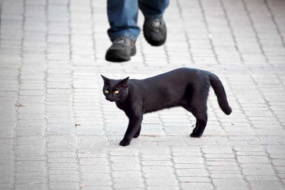 К дому прибился черный кот к чему это
