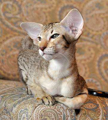 Ориентальная кошка(ориентал) фото, цена котят, описание породы, отзывы
