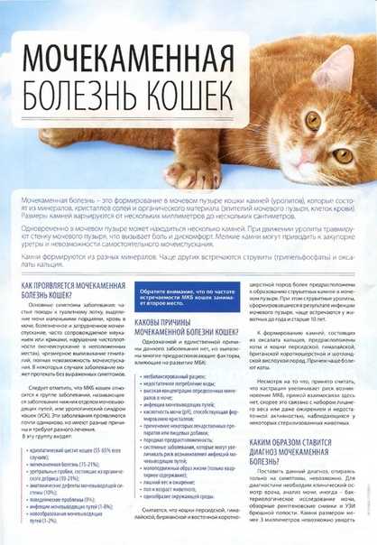 Мочекаменная болезнь у котов: причины и лечениеветлечебница рос-вет