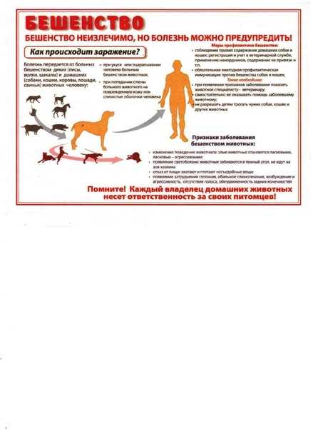 Бешенство у домашних животных - признаки, диагностика, лечение