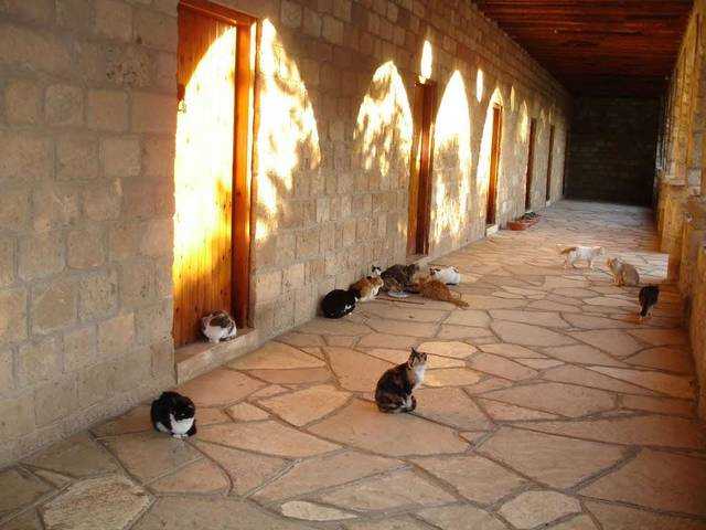 Пятый день на кипре - замок лимассола, кошачий монастырь